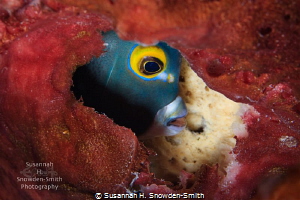 A French Angelfish is framed by a red sponge as it pushes... by Susannah H. Snowden-Smith 